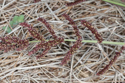 Echinochloa colona #10